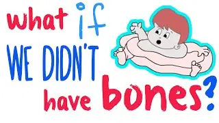What if we didn't have bones? - what would happen