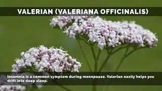 Top 10 Natural Herbs for Alleviating Menopause Symptoms - Effective Herbal Solutions
