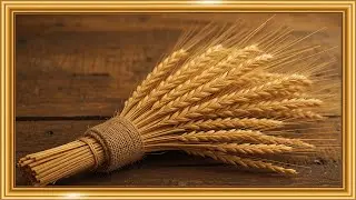 Golden Wheat Bundle 🌾🍂 | Rustic Harvest Country Decor | Framed TV Gallery