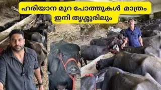 ഒരു ലോഡ് മുറ പോത്തുക്കളെ ഹരിയാനയിൽ നിന്നും തൃശ്ശൂരിൽ ഇറക്കിയപ്പോൾ Kuthiran Murrah farm Kerala