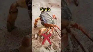 Halal vs Haram Seafood in Islam - What You Need to Know