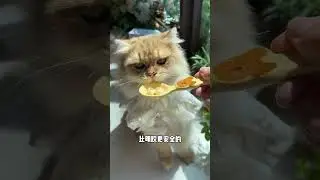 This method of feeding fish oil is simply amazing. Cats eat the fish oil one bite at a time, cute