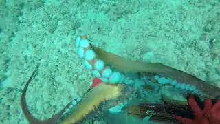 Tako dive #spearfishinghawaii