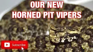 OUR NEW VIETNAMESE HORNED PIT VIPERS!!