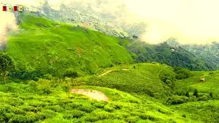 Darjeeling ll Happy Valley Tea Garden