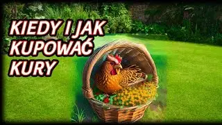 #kurnik 🐓🦆🦃 Zakup kur - Kiedy i jak kupować zdrowe kury