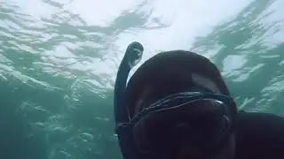 Catherine Hill Bay NSW Snorkeling