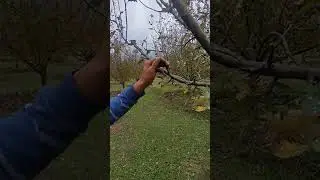 kashmiri pruning 2022 on seedling
