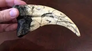 Utahraptor Dinosaur Claw | Jurassic Park | Casting Replica Model | Store for Knowledge | Sh01