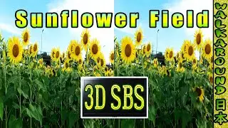 Sunflower Field in Zama-city Japan 3D SBS - 3D TV needed