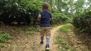 মায়াবী নূরজাহান টি স্টেট | Beautiful Tea Garden in Sreemangal
