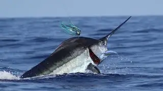 MARLIN MAGIC II 2016 KONA BLUE MARLIN FISHING