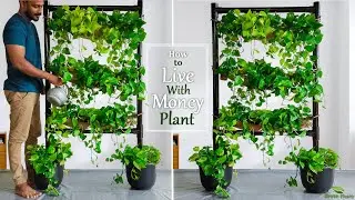 How to Live With Money Plants at Home-Hanging Money Plant Decoration Ideas//GREEN PLANT