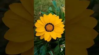Golden Yellow Gazania Flower Bloom | Garden Beauty #shorts
