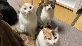新入り猫たちにおもちゃのマジック(？)を見せたら反応が可愛かったwww