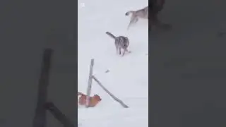 the dog ☠️#escape #dog #doglover #dogs #wolf #wolves #crazy #wildlife