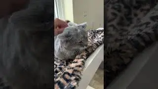 Video of adoptable pet named Nutmeg (FCID# 11/7/2024 - 11 Millsboro PS)