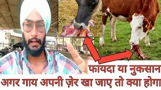 Cow eating placenta।अगर गाय अपनी ज़ेर खा जाए तो क्या होगा। Calving managment of cow।