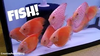 I BOUGHT NEW FISH 🐡 | Greater Chicago Cichlid Association Fish Swap #GCCA