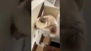 Siberian Cat Goes &ldquo;Mama?&rdquo;