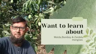 Malda Mango | Bombay Mango | Zardalu Mango | Mango Orchard | Ustu Bhagalpur | Gohar Vlogs