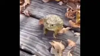 funny frog #funny #frog 