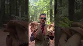 Esemplari da urlo in Campania .Porcini big 😍❤️&zwj;🔥