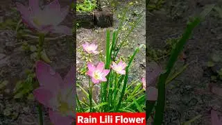 Rain Lily - One of the best low maintenance flower plant #shorts ##shortvideo #viral
