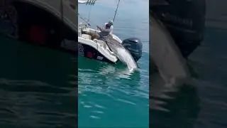 Guys are pulling a monster Bluefin Tuna into their boat!