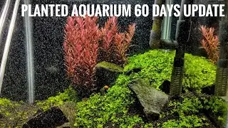 MAGIC GARDEN-30CM CUBE PLANTED AQUARIUM 30 DAYS UPDATE || NANO PLANTED AQUARIUM