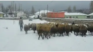 hozan sevgi 