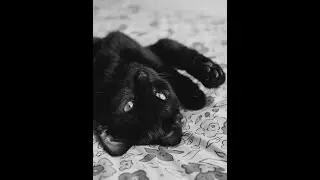 Unlocking the Secrets of Your Cat's Tail: Balance & Communication!