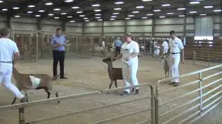 2015 Wyoming State Fair Dairy Goat Show
