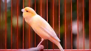 Most Beautiful Canary Bird Singing Song For Training Canaries