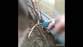 TAIERI VITA DE VIE: BOLTA sau PERGOLA 2022