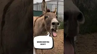 Big Personalities Get Carrots & Apples? #shorts