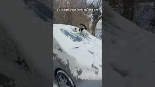Cat being helpful ☃️ #snow