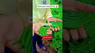🌶Chilli Export Dubai | Farms Supply | हरी मिर्च निर्यात करने के लिए संपर्क करे | @FruitHouse_in