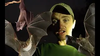 Bats - not a horror story, but actually fascinating participants in a healthy ecosystem! 🦇🌍
