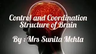 Class 10 Biology Control and Coordination : Structure of Brain.
