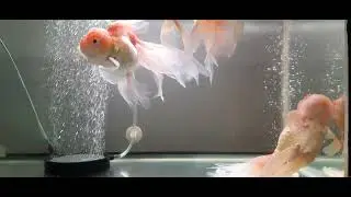 Ikan Kokiku | Batu Aerator 10cm | Big Head | Big Tummy | Big Eyes | April 28, 2024