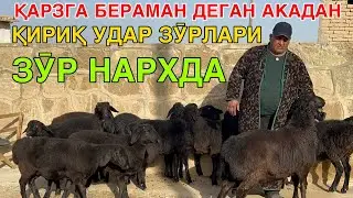 ЕГЕГАНТ ХИСОРИ ЗӮРЛАРИ КЕЛДИ.  ☎️+998979540478