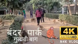 MONKEY PARK- GULABI BAGH-SHASTRI NAGAR-Delhi india N4k vlog