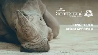 Посмотрите, как этот ковер выдерживает испытание на прочность! | SmartStrand Carpet
