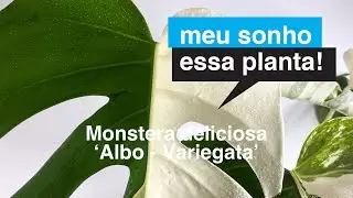 Monstera deliciosa 'Albo Variegata' | Monstera 'Borsigiana Variegata' | Meu Sonho Essa Planta | Flay