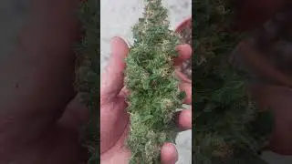 Fast buds Gorilla skitlez auto #outdoor #high #harvest