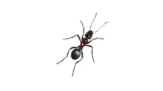 CAT GAMES ON SCREEN &ndash; Realistic Ant! Video for Cats to Watch (1 hour version)