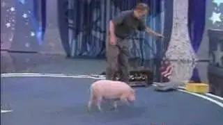 Mudslinger - the smartest pig ever