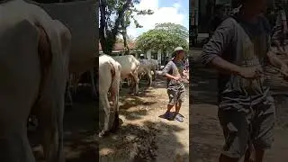 Masih bisa !!! beli sapi harga nego sepuasnya langsung ke pasar kebumen#shorts
