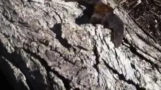 Surprise Maternity Bat Colony